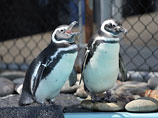 Магеллановые пингвины