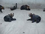 Медведи в вольере зоопарка Акита Хатимантай