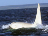 Самец белой косатки, или, как их еще называют, "кита-убийцы", прозванный Айсберг, был обнаружен у побережья Камчатки во время исследовательской экспедиции группы российских ученых и студентов