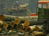 В Московской области правоохранительные органы обезвредили крупную преступную группировку, которая в течение многих лет нелегально занималась добычей полезных ископаемых, а также лесозаготовками
