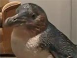 В Австралии пьяные британские туристы украли пингвина из океанариума (ВИДЕО)