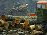 Телеканал утверждает, что прикрываясь экологическим сертификатом, выданным Лесным попечительским советом, шведский концерн проник в леса Карелии
