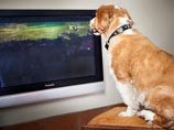 В США работает специальный телеканал для собак: эксперты не видят в этом смысла В США работает специальный телеканал для собак: эксперты не видят в этом смысла