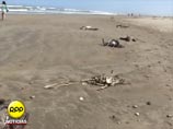 Правительство Перу проводит расследование гибели сотен пеликанов, обнаруженных на побережье на севере страны