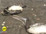 Как рассказывают ученые из Перуанского морского института, всего в разных стадиях разложения было найдено 538 трупа пеликанов, а также 54 мертвых баклана - многие из них умерли уже давно