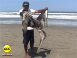 На севере Перу загадочным образом погибли свыше тысячи пеликанов и дельфинов (ФОТО)