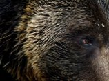 В камчатском Вилючинске медведи задрали мужчину, ловившего корюшку В камчатском Вилючинске медведи задрали мужчину, ловившего корюшку