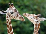 В зоопарке польской Лодзи умерли два жирафа после ночного налета вандалов