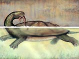 Палеонтологи из университета Северной Каролины (NCSU) обнаружили окаменевшие останки огромной черепахи возрастом около 60 миллионов лет. Этот южноамериканский гигант жил на территории современной Колумбии