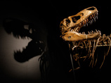 Редкий скелет динозавра ушел с молотка за более чем миллион долларов на аукционе в Нью-Йорке, несмотря на протесты президента Монголии, который утверждал, что скелет был вывезен из его страны незаконно