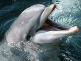 Перенесшим инсульт пациентам Скворцова для ускорения процесса их реабилитации и устранения тяжелых последствий предлагает взглянуть на мир глазами дельфинов при помощи специальной аппаратуры