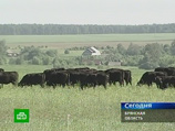 Примечательно, что еще час назад над деревней Котляково, куда прибыл Медведев, не было ни тучки - стояла солнечная, жаркая погода Примечательно, что еще час назад над деревней Котляково, куда прибыл Медведев, не было ни тучки - стояла солнечная, жаркая погода