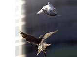 Такой радикальный способ борьбы с надоедливыми пернатыми, которых чаще всего можно встретить на улицах французской столицы, избрали организаторы знаменитого теннисного турнира Такой радикальный способ борьбы с надоедливыми пернатыми, которых чаще всего можно встретить на улицах французской столицы, избрали организаторы знаменитого теннисного турнира