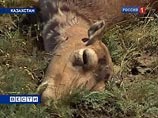 В Костанайской области на севере Казахстана зафиксирован новый очаг массового падежа сайгаков, передает "Интерфакс" со ссылкой на пресс-службу министерства сельского хозяйства республики В Костанайской области на севере Казахстана зафиксирован новый очаг массового падежа сайгаков, передает "Интерфакс" со ссылкой на пресс-службу министерства сельского хозяйства республики