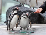 Пингвины Гумбольдта в настоящее время находятся на грани вымирания