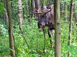 незаконная охота на лосей проходила 13 мая в Кислухинском заказнике в районе деревни Кунгурово