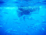 Низкий уровень радиации с АЭС "Фукусима-1" обнаружили в мясе голубого тунца у западного побережья США