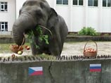 Сурикат и слониха поспорили, победят ли российские футболисты чехов Сурикат и слониха поспорили, победят ли российские футболисты чехов