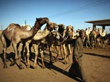 Сомалийские террористы оценили Обаму в десять верблюдов