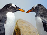 Еще в начале XX века английский натуралист Джордж Мюррей Левик в докладе, который хранился в сейфе под замком, дабы не шокировать современников, описал сексуально распущенное поведение пингвинов