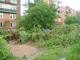 В Тульской области из-за шквала падали деревья, придавило троих