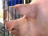 Болельщики требуют отправить на сало бездарного киевского хряка-предсказателя Болельщики требуют отправить на сало бездарного киевского хряка-предсказателя