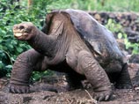 По оценке специалистов, Джордж скончался в сравнительно молодом возрасте - ему было около 100 лет, тогда как крупные черепахи доживают и до 200