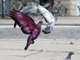 Разноцветные голуби, напугавшие жителей Копенгагена, оказались произведениями искусства