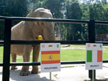 "Ясновидящая" слониха убеждена, что чемпионами Европы станут итальянцы 