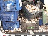 Румынские контрабандисты попались на границе Австрии и Венгрии с 9,5 тоннами чеснока Румынские контрабандисты попались на границе Австрии и Венгрии с 9,5 тоннами чеснока