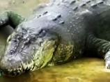 Гигантский крокодил, пойманный в прошлом году на Филиппинах и названный Лулуном, попал в Книгу рекордов Гиннесса