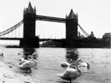 Проливные дожди на Темзе впервые за восемь веков сорвали церемонию подсчета лебедей