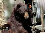 Микроблог спасает калифорнийского медведя от голода и смерти (ВИДЕО)