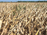 США обеспечивают почти половину мирового экспорта кукурузы и значительную долю экспорта соя-бобов и пшеницы, поэтому низкие урожаи в стране в этом году скажутся на многих государствах мира 