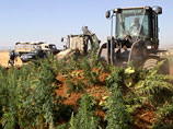 Ливанские фермеры вступили в бой с правительственными войсками и сорвали операцию по устранению посева конопли в долине Бекаа