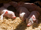 Африканская чума скосила поголовье свиней в агрохолдинге Олега Дерипаски