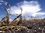 Ущерб от аномальной жары и вызванной ею засухи, нанесенный сельскохозяйственной отрасли Сибири, превышает шесть миллиардов рублей