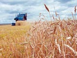 Жара в Сибири: сельское хозяйство несет миллиарды убытков, чиновники просят помощи у центра