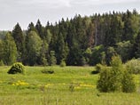 Гарвардского ученого нашли живым в подмосковном лесу: он заблудился и 5 дней питался травой Гарвардского ученого нашли живым в подмосковном лесу: он заблудился и 5 дней питался травой