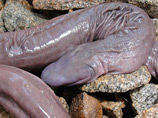 Новый вид получил название Atretochoana eiselti. Эксперты условно называют его "гибкой змеей", при этом отмечая, что на самом деле это вовсе не рептилия, а безногое земноводное, ближайшими родственниками которого являются лягушки и саламандры