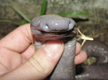 В Бразилии нашли неизвестную науке "змею", похожую на пенис
