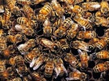 В США рой из тысяч пчел задержал вылет пассажирского самолета