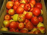 Россия после вступления в ВТО существенно снизит ввозные пошлины на яблоки