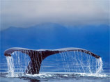 Близ Сиднея кит и его детеныш пострадали от столкновения с паромом
