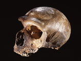 Однако последний анализ генома неандертальца, по словам ученых, доказывает, что общая ДНК скорее всего является не свидетельством смешивания двух видов