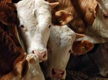 В Омской области на границе с Казахстаном преступники усыпили пастухов и угнали стадо коров