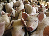Режим ЧС введен в Ярославской области из-за африканской чумы свиней
