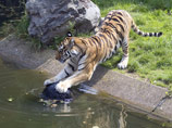 В зоопарке Кельна сбежавший тигр растерзал сотрудницу. Посетителей эвакуировали