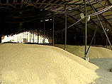 В Красноярском крае угробили тринадцать тысяч тонн зерна. Ущерб государству составил семьдесят миллионов рублей