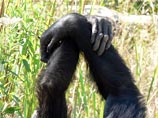 В частности, об этом говорят рукопожатия шимпанзе - в их разных общинах они разные и зависят от сложившихся традиций этих групп